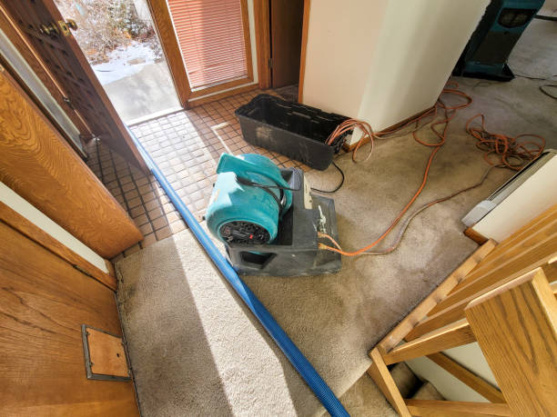 Best Water damage restoration mold remediation  in Williamsburg, VA